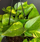 Magazoo Epipremnum aureum 'Golden' (Pothos) Plant Hanging pot 15 cm