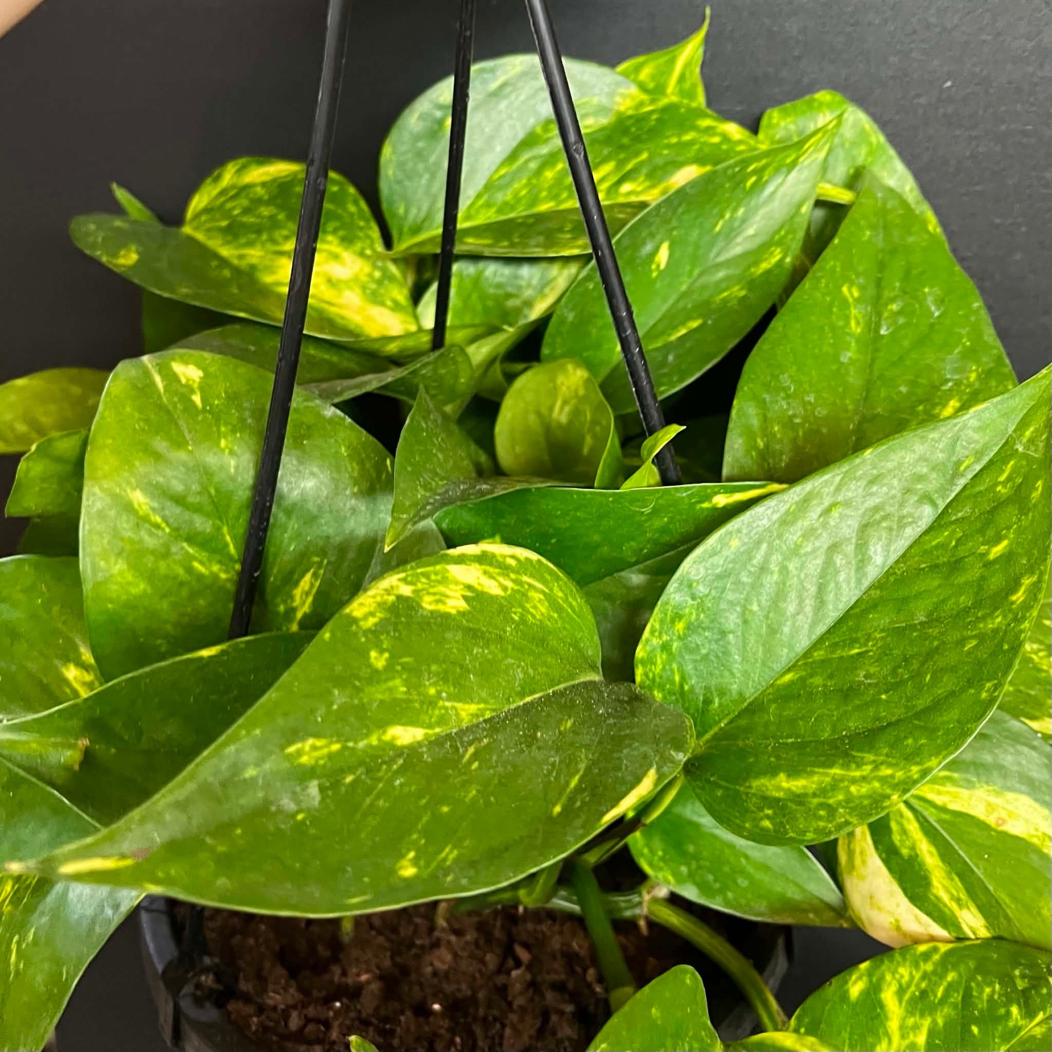 Magazoo Epipremnum aureum 'Golden' (Pothos) Plant Hanging pot 15 cm