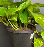 Magazoo Plante Epipremnum aureum 'Golden' (Pothos) Pot suspendu 15 cm