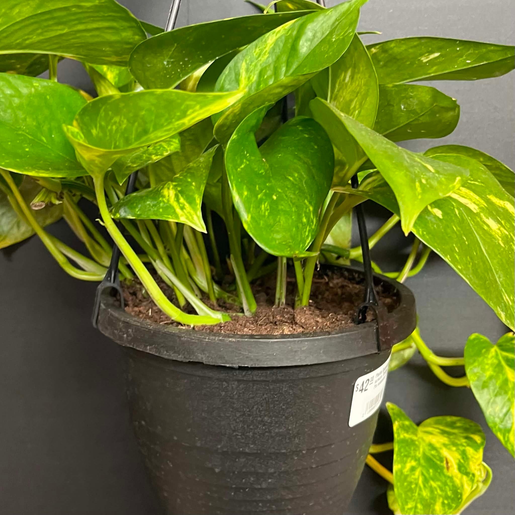 Magazoo Epipremnum aureum 'Golden' (Pothos) Plant Hanging pot 15 cm