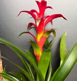 Magazoo Plante Broméliacées Colorées - 15 cm (Rose)