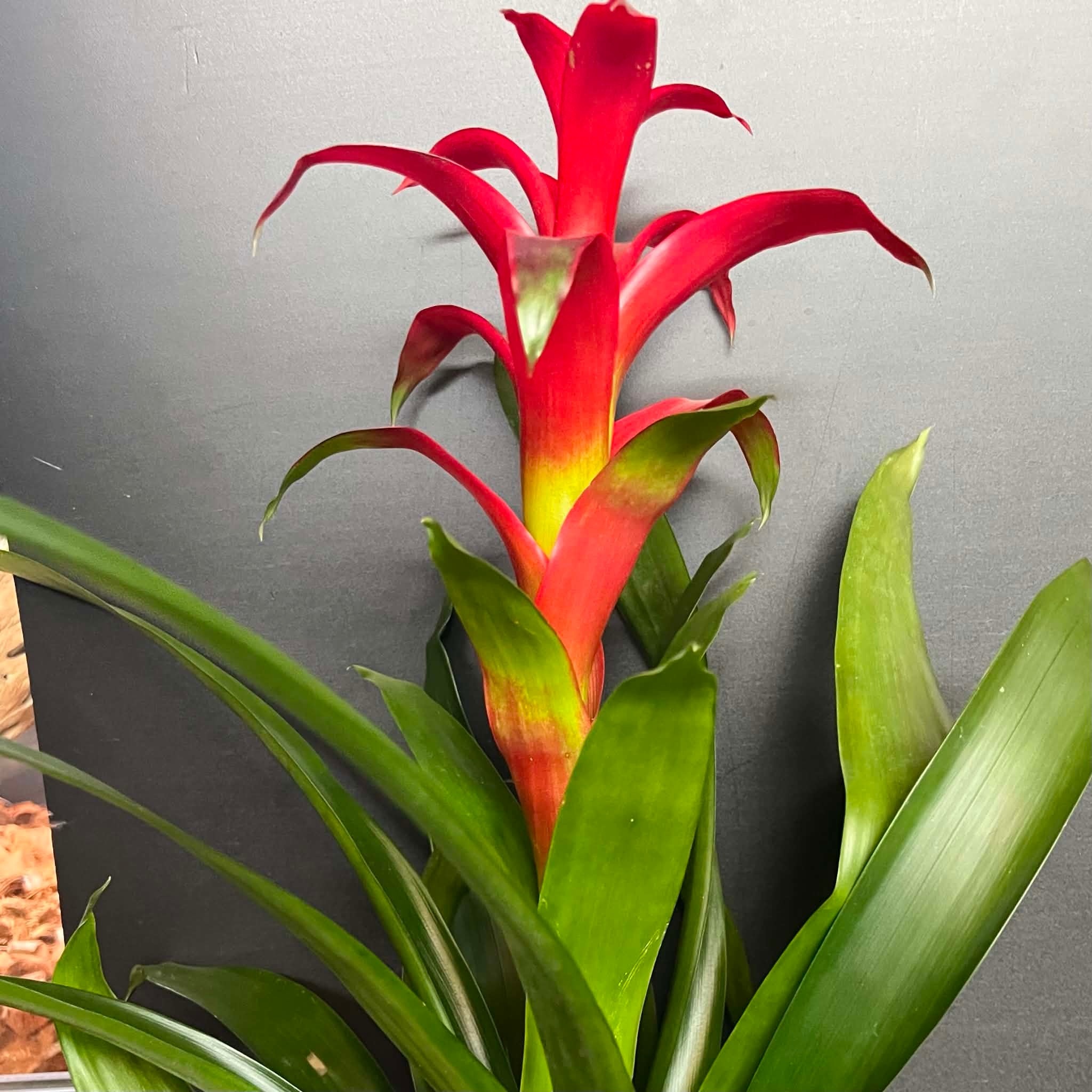 Magazoo Plante Broméliacées Colorées - 15 cm (Rose)