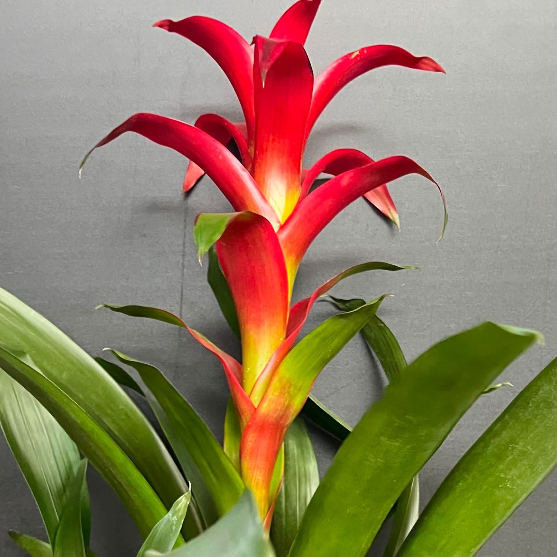 Magazoo Colorful Bromeliad Plant - 15 cm (Pink)