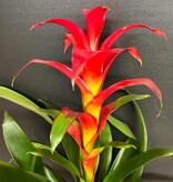 Magazoo Colorful Bromeliad Plant - 15 cm (Pink)