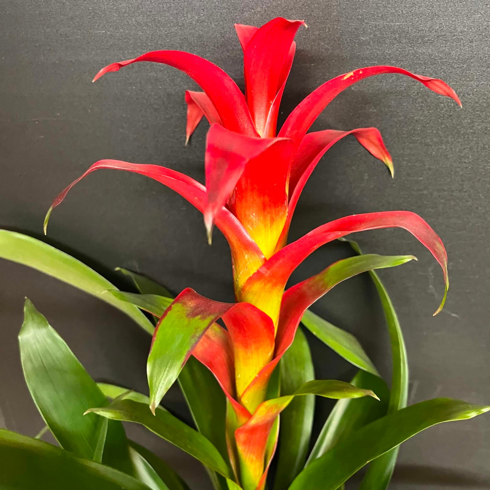 Magazoo Colorful Bromeliad Plant - 15 cm (Pink)