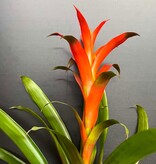 Magazoo Plante Broméliacées Colorées - 15 cm (Orange)