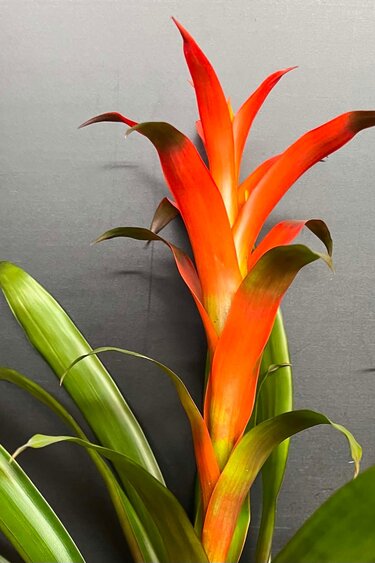 Magazoo Colorful Bromeliad Plant - 15 cm (Orange)