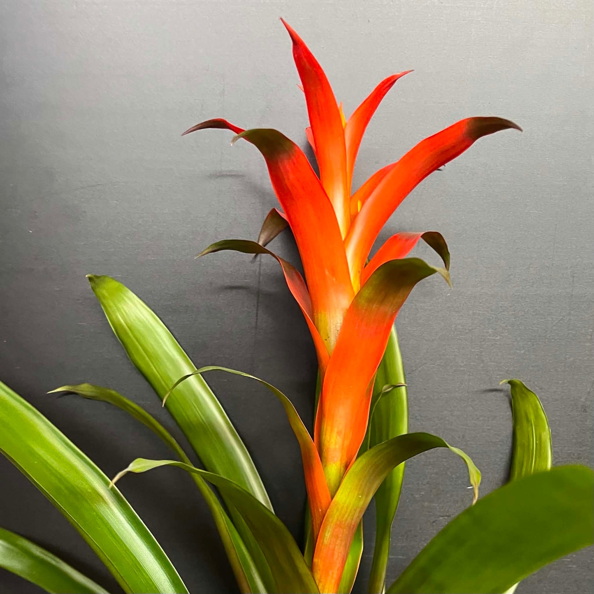Magazoo Plante Broméliacées Colorées - 15 cm (Orange)