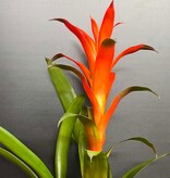 Magazoo Colorful Bromeliad Plant - 15 cm (Orange)