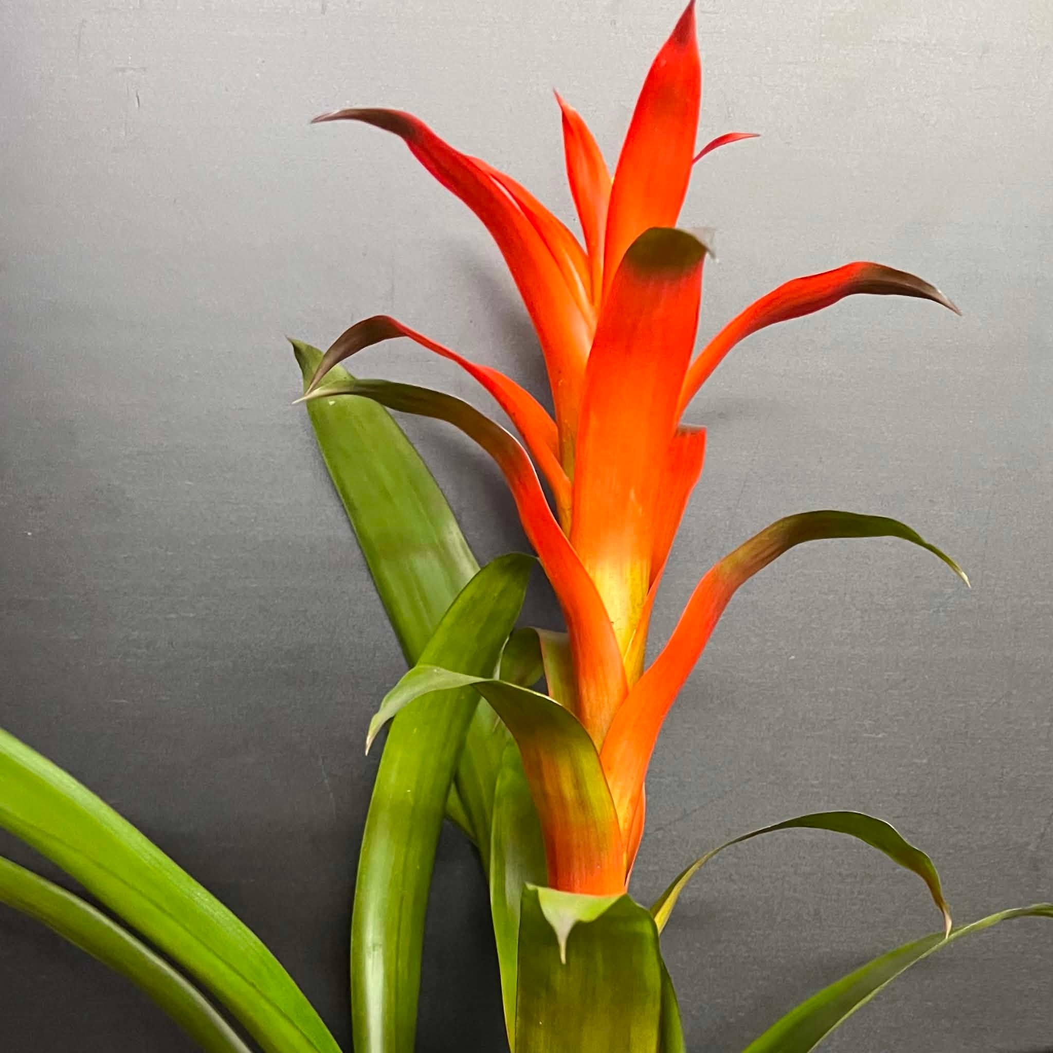 Magazoo Colorful Bromeliad Plant - 15 cm (Orange)