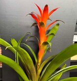 Magazoo Colorful Bromeliad Plant - 15 cm (Orange)