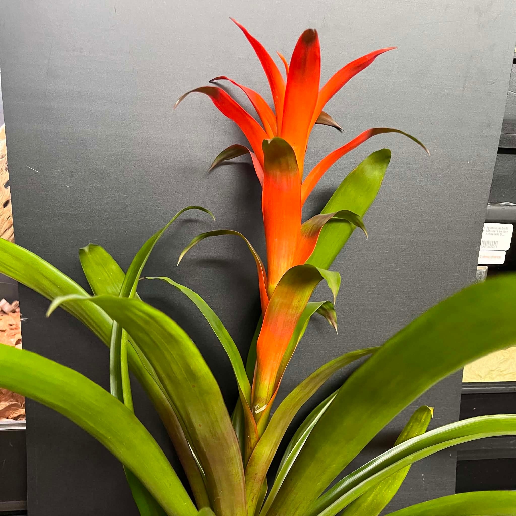 Magazoo Plante Broméliacées Colorées - 15 cm (Orange)