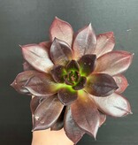 Magazoo Echeveria affinis plant (Black) 10 cm