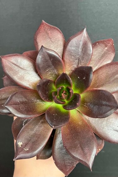 Magazoo Echeveria affinis plant (Black) 10 cm