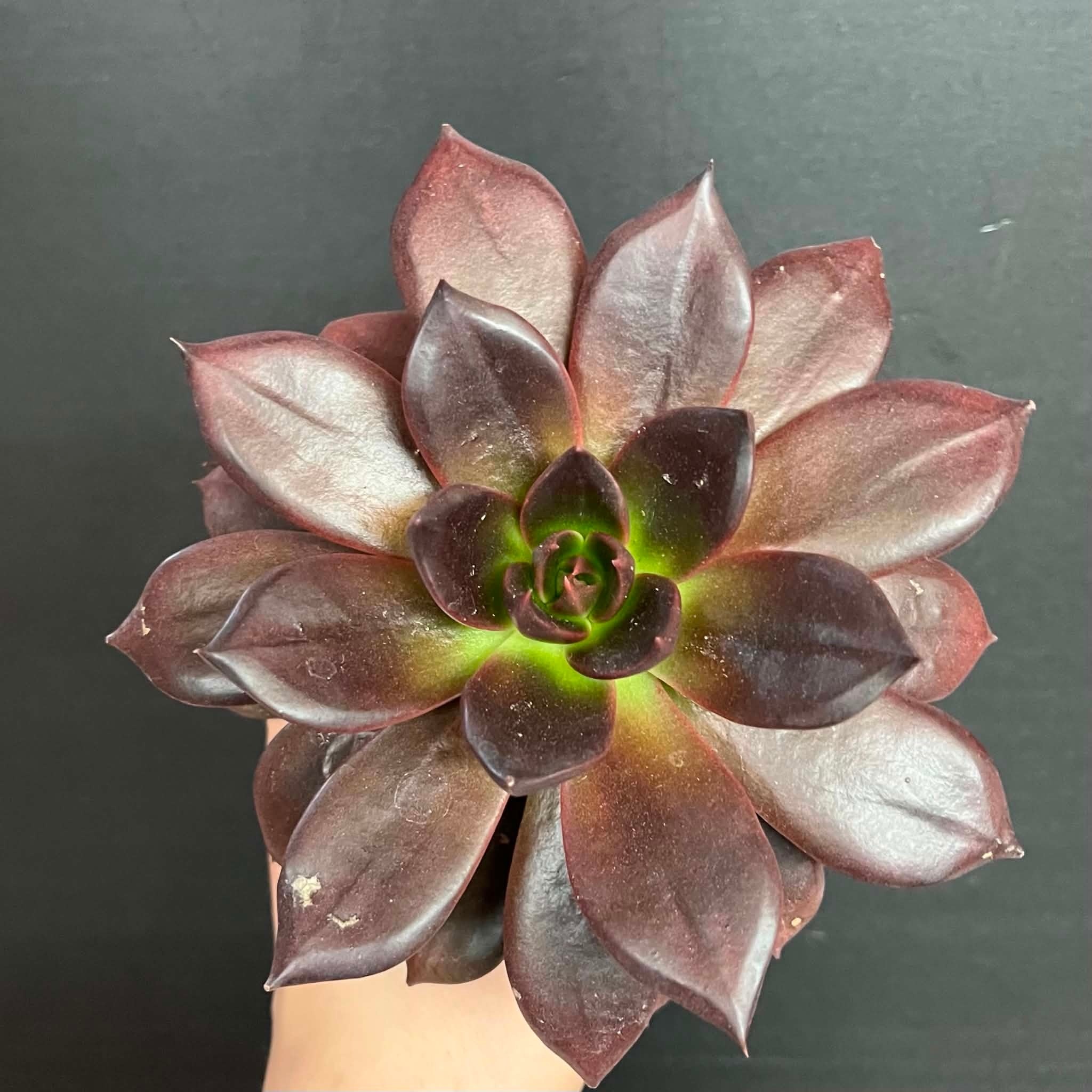 Magazoo Echeveria affinis plant (Black) 10 cm