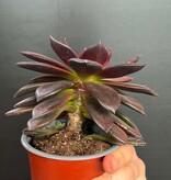 Magazoo Echeveria affinis plant (Black) 10 cm