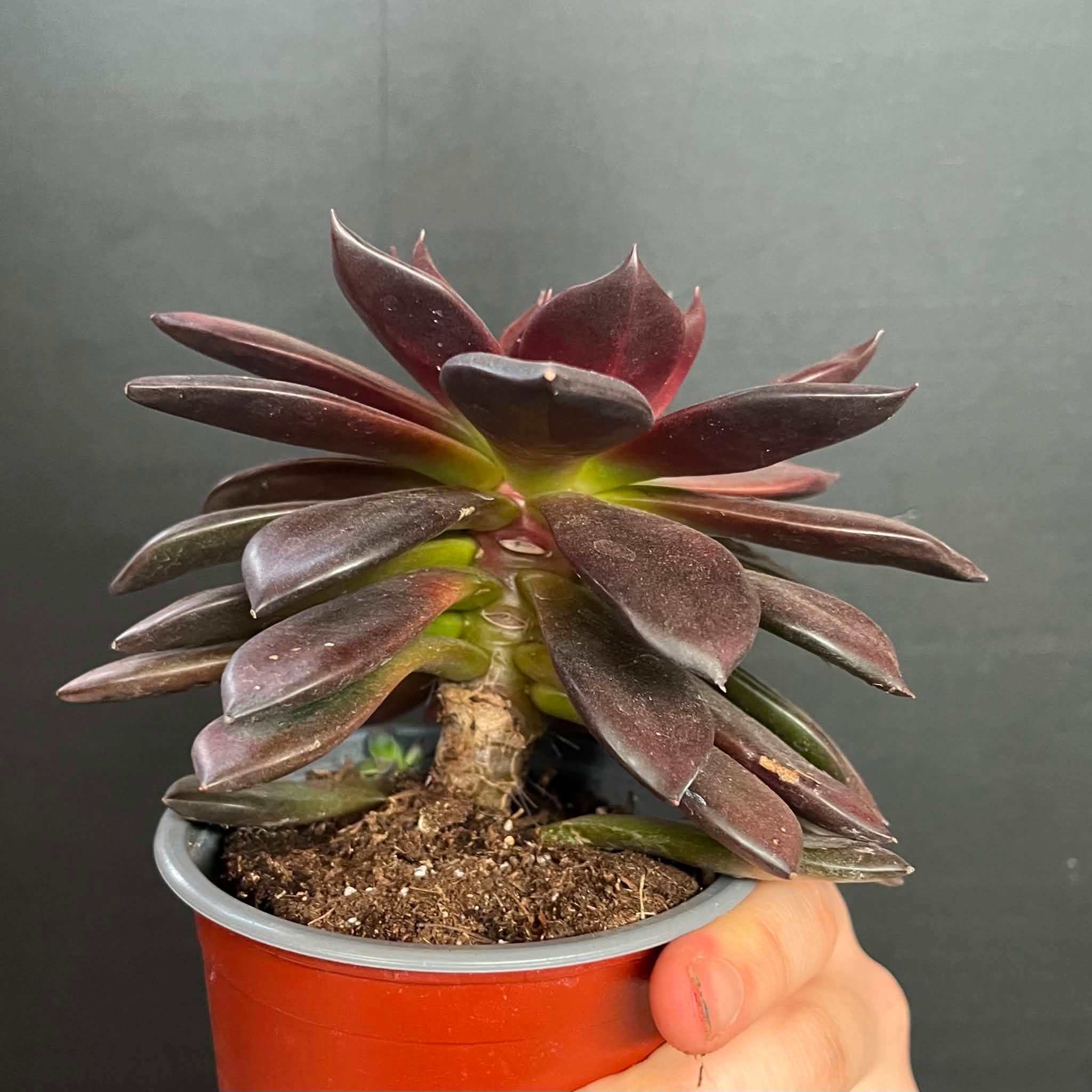 Magazoo Echeveria affinis plant (Black) 10 cm
