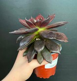 Magazoo Plante Echeveria affinis (Noir) 10 cm