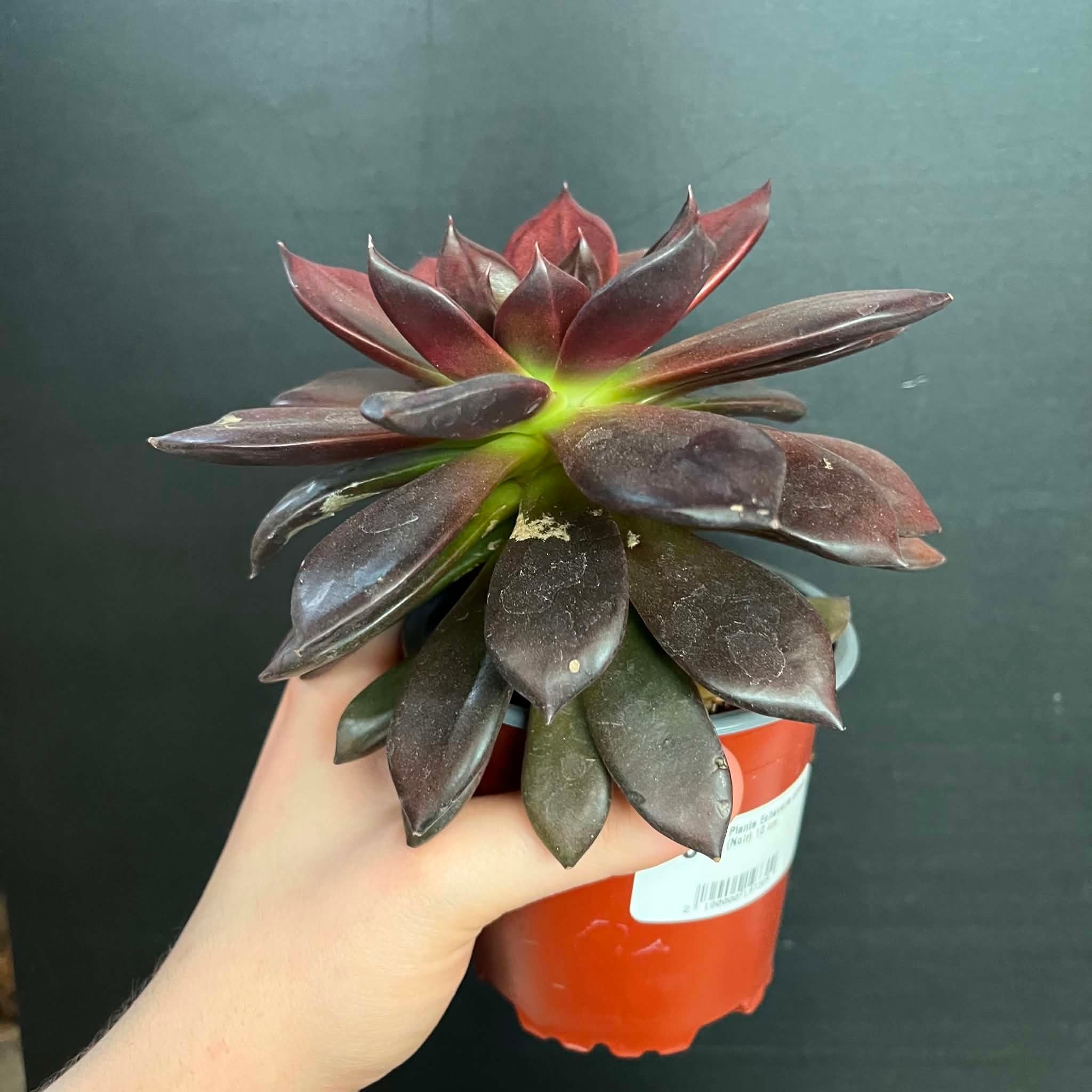 Magazoo Echeveria affinis plant (Black) 10 cm