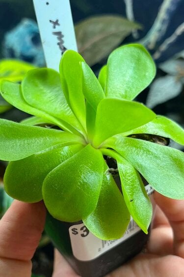 Magazoo Large Gigantea X moctezumae Plant