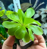 Magazoo Plante Gigantea X moctezumae Grosse