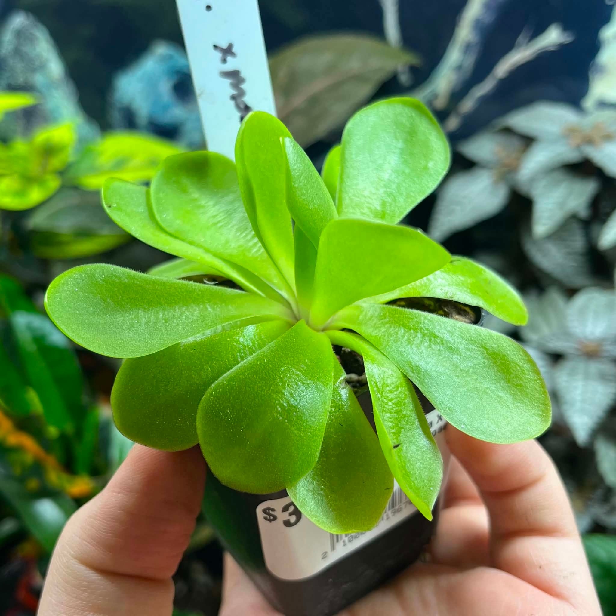 Magazoo Large Gigantea X moctezumae Plant