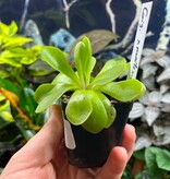 Magazoo Large Gigantea X moctezumae Plant