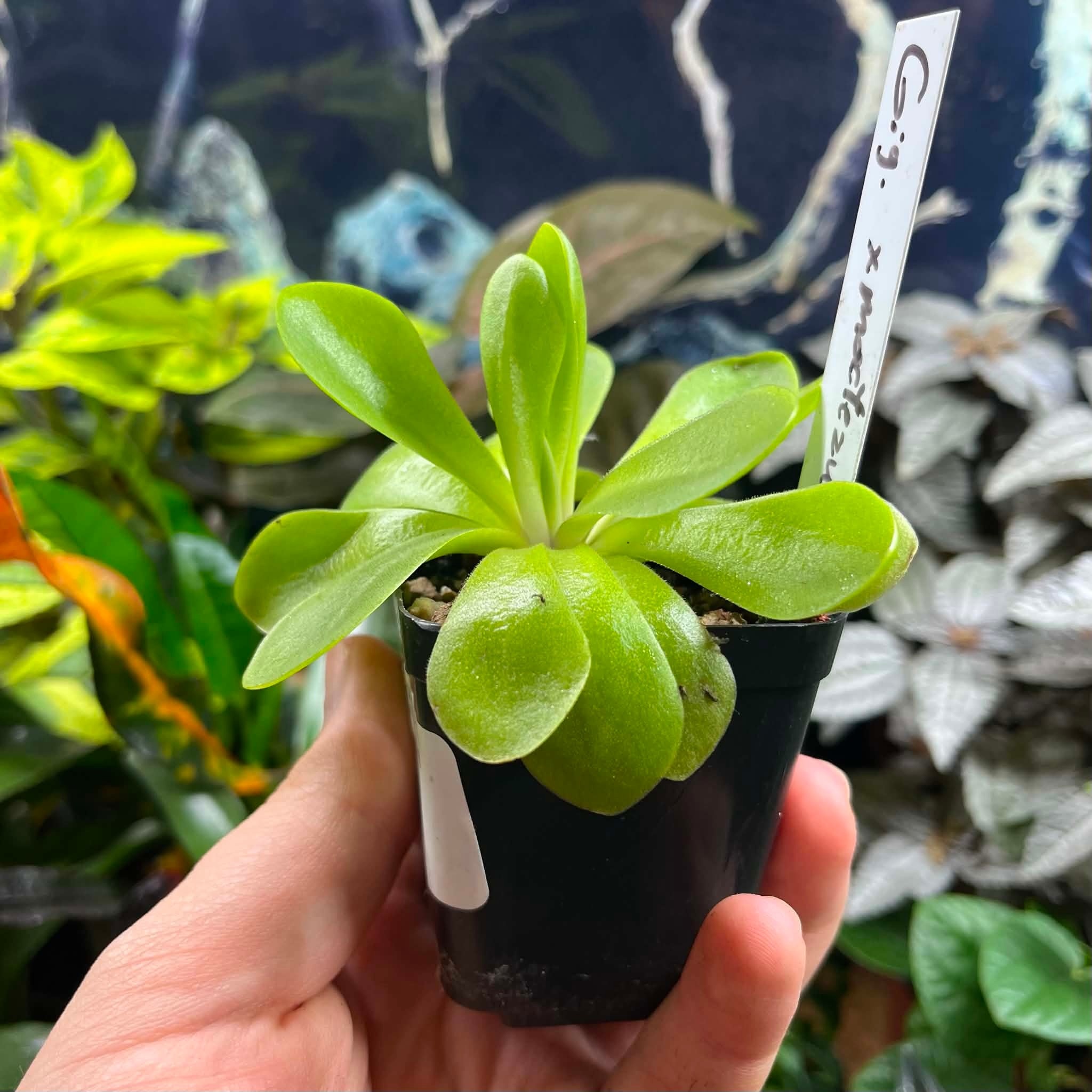 Magazoo Plante Gigantea X moctezumae Grosse