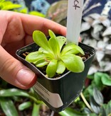 Magazoo Small Gigantea X moctezumae Plant