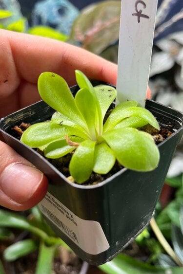 Magazoo Small Gigantea X moctezumae Plant