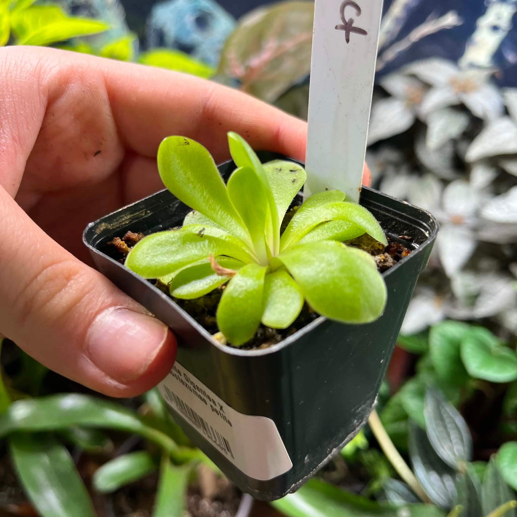 Magazoo Plante Gigantea X moctezumae petite