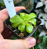 Magazoo Plante Gigantea X moctezumae petite