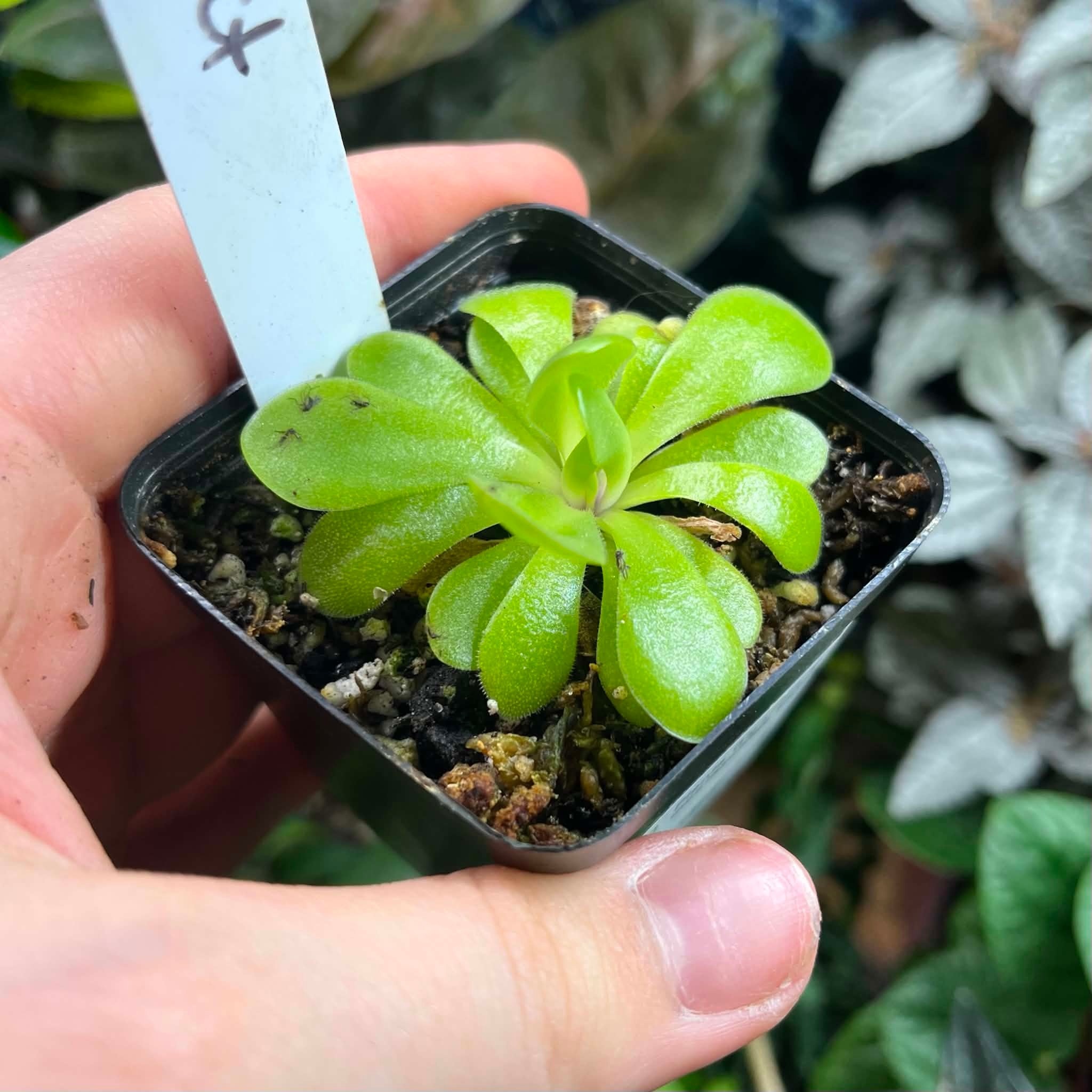 Magazoo Small Gigantea X moctezumae Plant