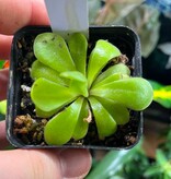 Magazoo Plante Gigantea X moctezumae petite