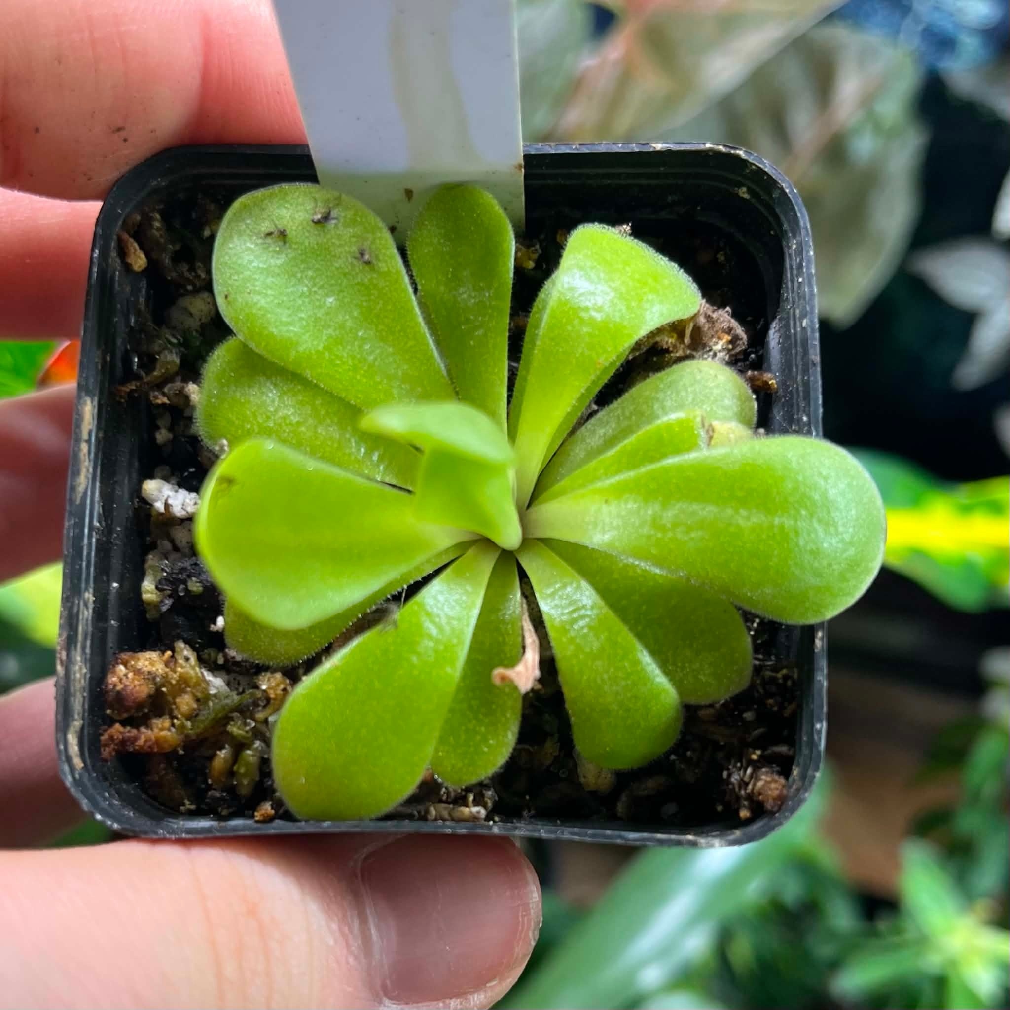 Magazoo Small Gigantea X moctezumae Plant