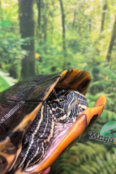 Magazoo Female Adult Red-eared slider turtle (6.5 years old) 8 '' / 2nd chance - Adoption