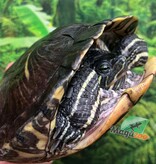 Magazoo Tortue à oreilles rouges Femelle adulte (30 ans +) / Adoption 2ième chance #1