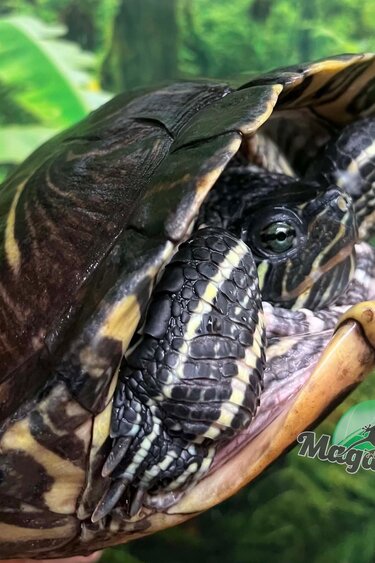 Magazoo Adult Female Red-eared slider turtle (30+ years old) / 2nd Chance Adoption