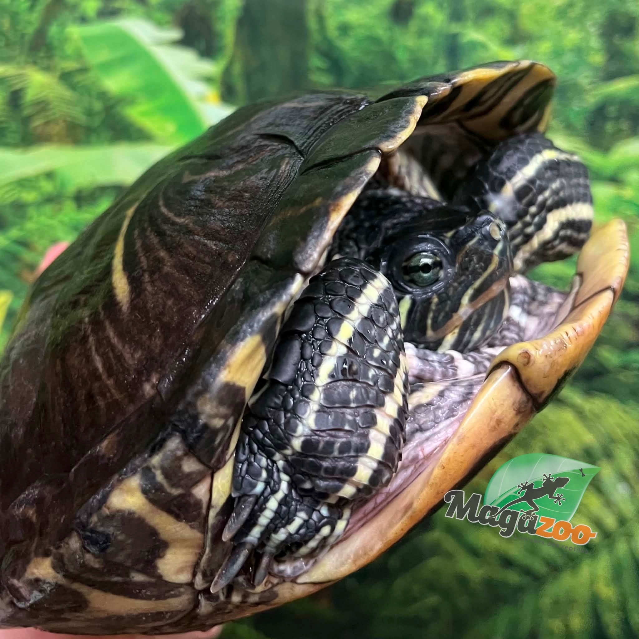 Magazoo Adult Female Red-eared slider turtle (30+ years old) / 2nd Chance Adoption