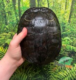 Magazoo Tortue à oreilles rouges Femelle adulte (30 ans +) / Adoption 2ième chance #1