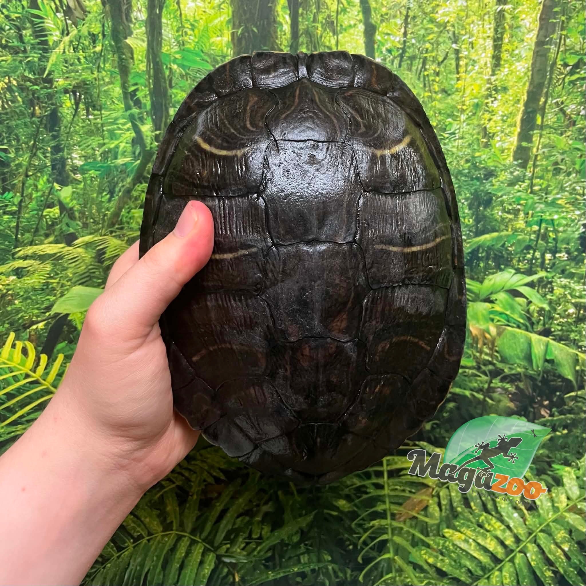 Magazoo Adult Female Red-eared slider turtle (30+ years old) / 2nd Chance Adoption