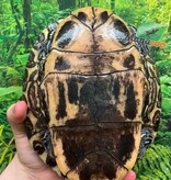 Magazoo Adult Female Red-eared slider turtle (30+ years old) / 2nd Chance Adoption