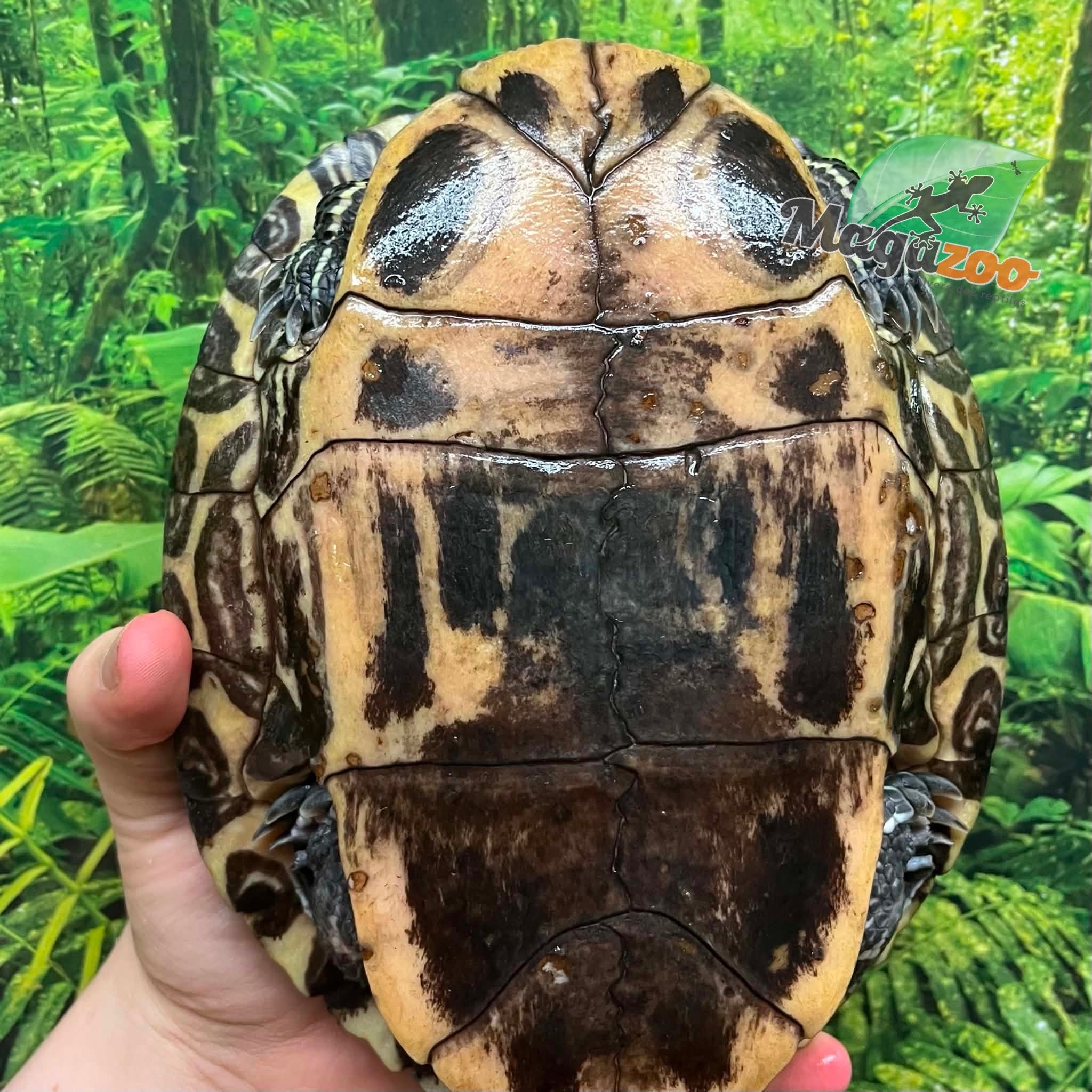 Magazoo Adult Female Red-eared slider turtle (30+ years old) / 2nd Chance Adoption
