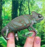 Magazoo Caméléon casqué du Yémen #1 Bébé Mâle