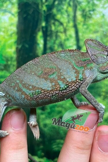Magazoo Caméléon casqué du Yémen #1 Bébé Mâle
