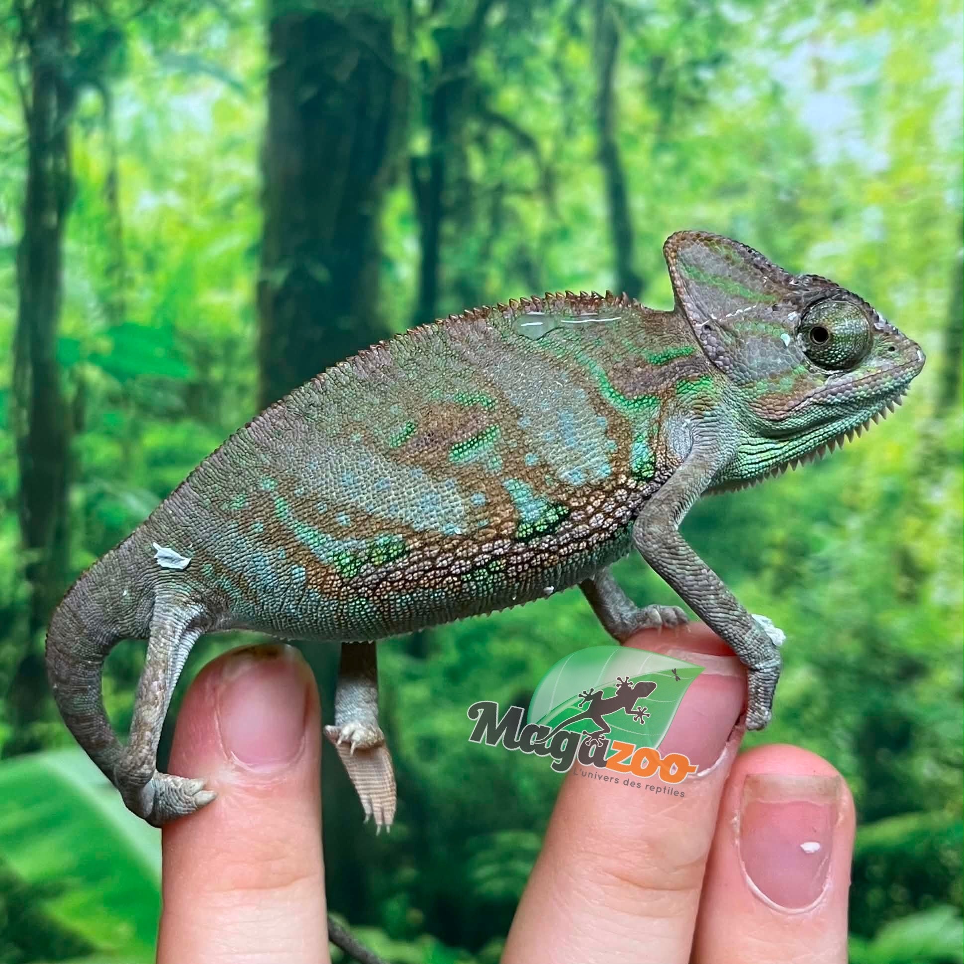 Magazoo Caméléon casqué du Yémen #1 Bébé Mâle