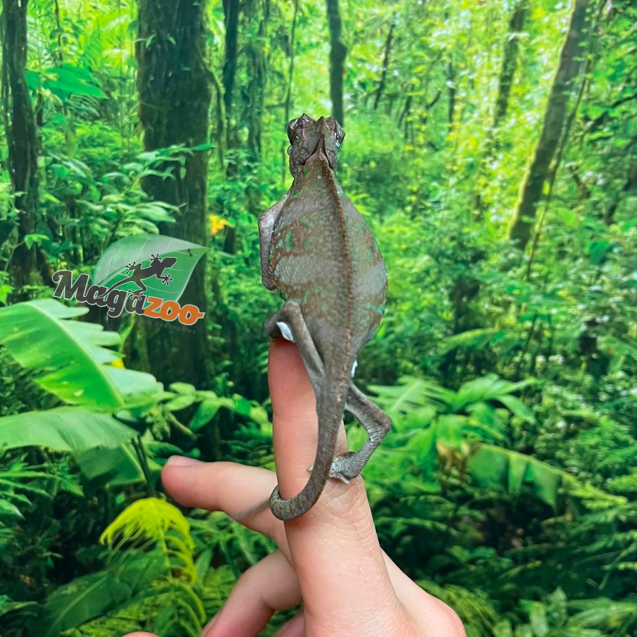 Magazoo Caméléon casqué du Yémen #1 Bébé Mâle