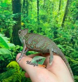 Magazoo Baby Male Veiled Chameleon #1
