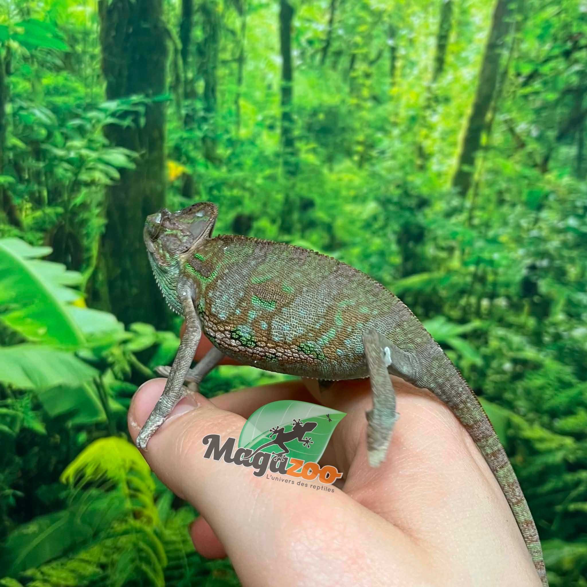 Magazoo Caméléon casqué du Yémen #1 Bébé Mâle