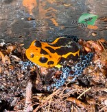 Magazoo Grenouille poison mimétique (Ranitomeya imitator 'Varadero') Femelle 2 ans